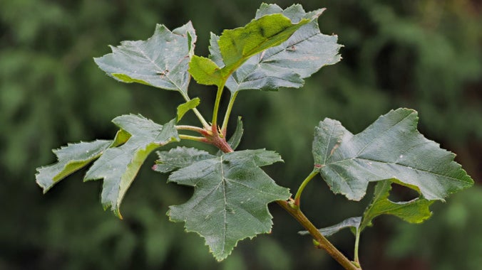 The top few leaves of a wild service tree sapling